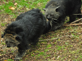 Смотреть фото Бинтуронг Фото Бинтуронг