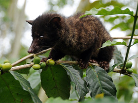 Смотреть фото Мусанг Фото Мусанг