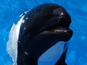 Фото Дельфин Коммерсона