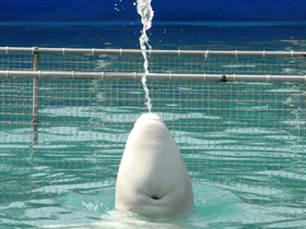 Фото Белуха