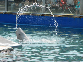 Фото Белуха