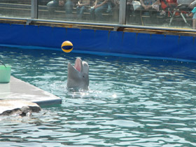 Смотреть фото 10 интересных фактов о дельфинах Фото 10 интересных фактов о дельфинах