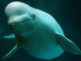 Фото Белуха