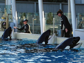 Смотреть фото Косатка Фото Косатка