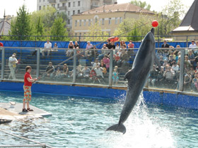 Смотреть фото Афалина Фото Афалина