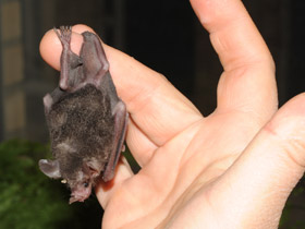 Смотреть фото Очковый листонос Фото Очковый листонос