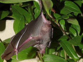 Смотреть фото Очковый листонос Фото Очковый листонос