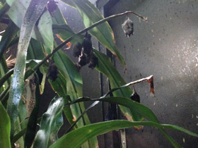 Смотреть фото Самый длинный язык у животных Фото Самый длинный язык у животных