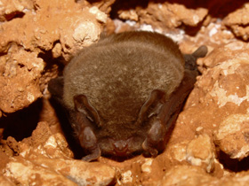 Фото Обыкновенный длиннокрыл