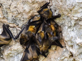Смотреть фото Мадагаскарский крылан Фото Мадагаскарский крылан