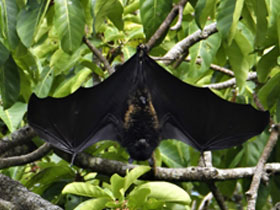 Смотреть фото Коморская летучая лисица Фото Коморская летучая лисица