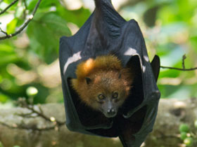 Фото Пембская летучая лисица