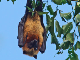 Фото Коморская летучая собака