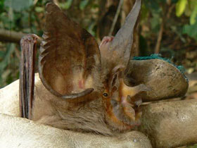 Смотреть фото Подковонос Маклауда Фото Подковонос Маклауда