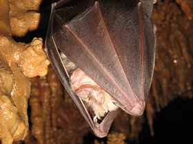 Фото Летучие мыши – царицы ночей