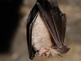 Смотреть фото Малый подковонос Фото Малый подковонос