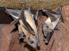 Смотреть фото Нильский крылан Фото Нильский крылан