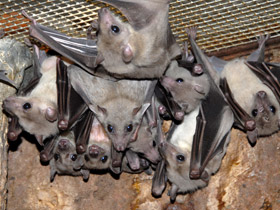 Смотреть фото Нильский крылан Фото Нильский крылан