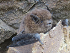 Смотреть фото Мадейрский нетопырь Фото Мадейрский нетопырь