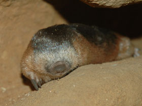 Смотреть фото Amblysomus marleyi Фото Amblysomus marleyi