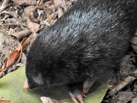 Смотреть фото Златокрот Дуфии Фото Златокрот Дуфии