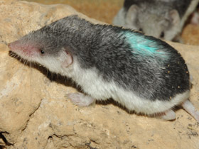 Фото Пегий путорак