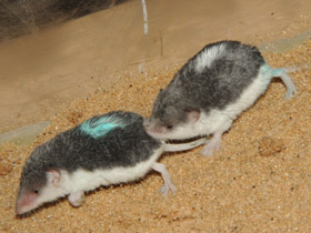 Фото Пегий путорак