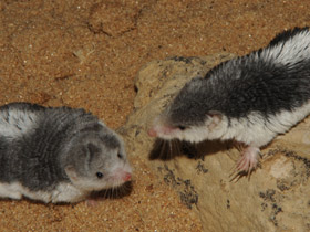 Фото Пегий путорак