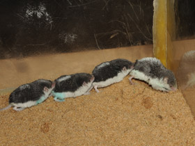 Фото Пегий путорак