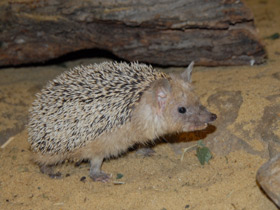 Смотреть фото Африканский карликовый еж Фото Африканский карликовый еж