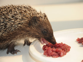 Смотреть фото Белогрудый ёж Фото Белогрудый ёж