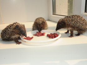 Смотреть фото Белогрудый ёж Фото Белогрудый ёж