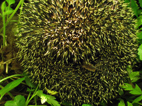 Смотреть фото Защитные рефлексы у животных Фото Защитные рефлексы у животных