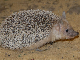 Фото Ушастый ёж