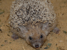 Фото Ушастый ёж