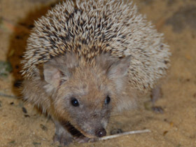 Фото Ушастый ёж