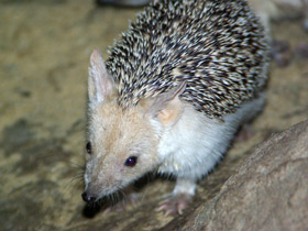 Фото Ушастый ёж