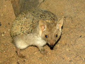 Фото Ушастый ёж