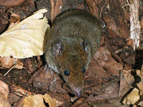 Фото Малая гимнура