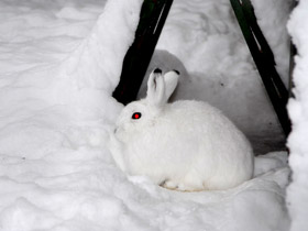 Смотреть фото Защитные рефлексы у животных Фото Защитные рефлексы у животных