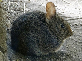 Смотреть фото Вулканический кролик Фото Вулканический кролик