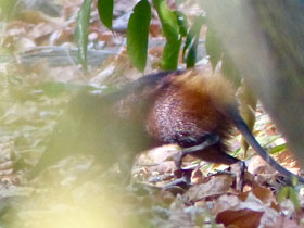 Фото Золотистая хоботковая собачка