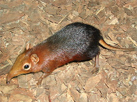 Смотреть фото Хоботковая собачка Петерса Фото Хоботковая собачка Петерса