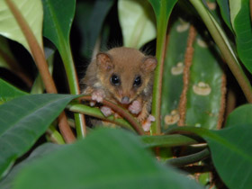 Смотреть фото Карликовый летучий кускус Фото Карликовый летучий кускус