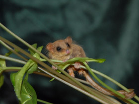 Смотреть фото Карликовый летучий кускус Фото Карликовый летучий кускус