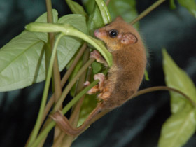 Смотреть фото Карликовый летучий кускус Фото Карликовый летучий кускус