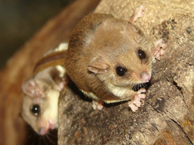 Смотреть фото Карликовый летучий кускус Фото Карликовый летучий кускус