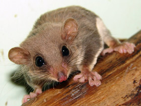 Смотреть фото Карликовый летучий кускус Фото Карликовый летучий кускус