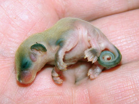 Смотреть фото Карликовый летучий кускус Фото Карликовый летучий кускус