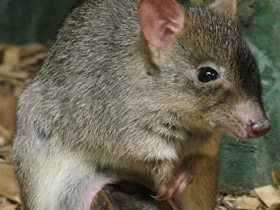 Смотреть фото Войли Фото Войли